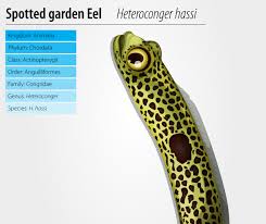 spotted garden eel 299647 vector art at