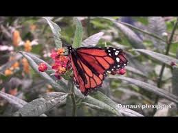 montreal botanical gardens erflies