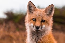 Chasse dans l'Eure : il est désormais interdit de traquer et tuer les  renards durant la nuit | La Dépêche Évreux