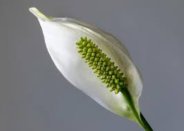 As a result calcium depletes from blood. Peace Lilies How To Care For Peace Lily Plants Spathiphyllum The Old Farmer S Almanac