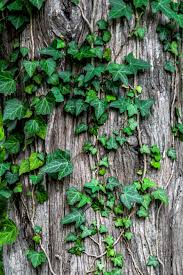 bark tree ivy and vine hd 4k phone