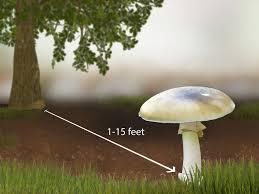 4 Ways To Identify A Death Cap Mushroom Wikihow
