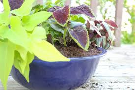 How To Use A Bowl As A Planter The