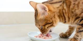 the 10 best hypoallergenic cat foods