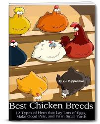 Decide the kind of food your chickens eat. Free Ebook Best Chicken Breeds 12 Types Of Hens That Lay Lots Of Eggs Make Good Pets And Fit In Small Yards Chicken Breeds Chickens Backyard Pet Chickens