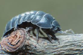 9 Scents That Pill Bugs And How