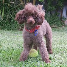 miley toy poodle on trial 3 12 16