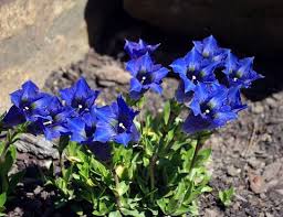 Gentiana dinarica | Blue Trumpet Gentian | Gentian | plant lust