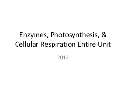 Ppt Enzymes Photosynthesis Amp
