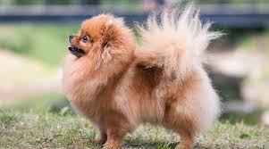 But a reasonable, average price would start at. Pomeranian Prices How Much Do Pomeranian Puppies Cost