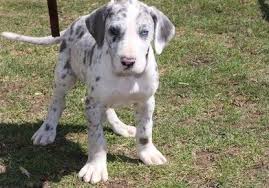 Great danes bond closely with their owners and. Great Dane Puppies For Sale In Texas Petswall