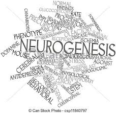 Resultat d'imatges de neurogenesis