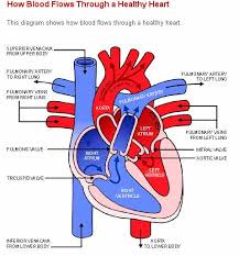 Free Unlabelled Diagram Of The Heart Download Free Clip Art Free
