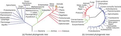 Structure Of Phylogenetic Trees Biology For Majors I