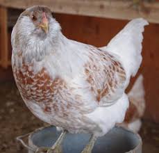 The tufted, tailless bird and the bearded, muffed fowl. Ameraucana Hens Lay Pastel Blue Green Eggs This Is Wheaten They Also Come As White Blue And Other Colors Chicken Breeds Chickens Backyard Pet Chickens