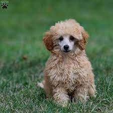 pearl miniature poodle mix puppy for