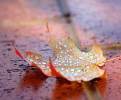 Image result for fallen leaves in the rain images