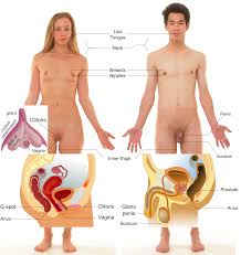 Start studying female private parts anatomy. Erogenous Zone Wikipedia