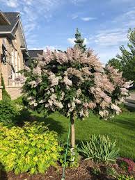 These freshly cut flowers form fragrant bouquets in vases but are much more valuable dried. What Is This Tree Fragrant Flowers Killing My Allergies Southern Ontario Canada Plantidentification