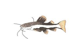 Redtail Catfish Pirarara Space For Life