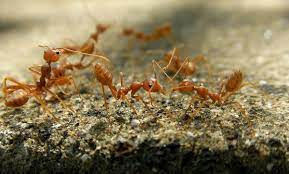 how to control fire ants effectively