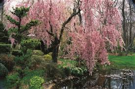 When other cherry trees start to fade, the kwanzan blossoms take over. Flowering Cherry Trees Grow An Ornamental Cherry Blossom Tree Garden Design
