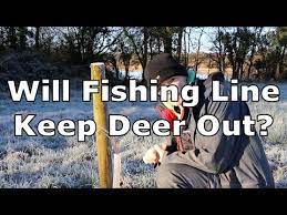 Low Cost Fishing Line Deer Fence Does