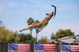 dock diving at all dog sports park