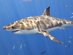 101 facts sharks the webbook