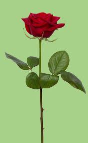 red rose flower love romance gift