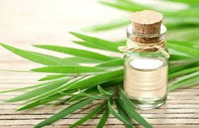 tea tree oil for piercings how to use