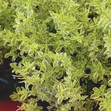 green carpet rupturewort herniaria