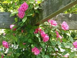 Wir verraten euch die schönsten ideen für einen tollen rosengarten und geben tipps von der pflanzung bis zur pflege. Rosen Garten Ch