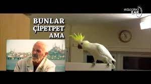 Arnavut Şevket (the Birdman) - Lezzetli Çipetpet (educatedear Remix) -  YouTube
