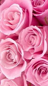 Hd Rose Flower Pink Rose Background