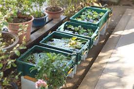 Bring The Water Garden Indoors Garden