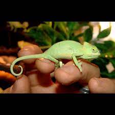 veiled chameleons chamaeleo calyptratus