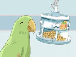 How To Feed An Eclectus 11 Steps With Pictures Wikihow