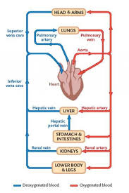Diagram Blood Circulatory System In Dog Circulatory System