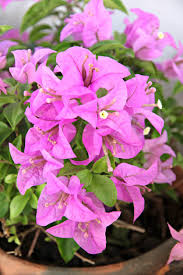 There are still a lot of flowers and trees that love winter and can survive even when the temperatures. Winterizing A Bougainvillea Plant How To Care For Bougainvillea Plants Over Winter