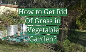 get rid of gr in vegetable garden