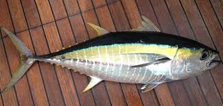 Tuna Yellowfin Regulations