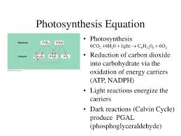 photosynthesis powerpoint presentation