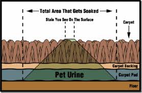 how to detect and clean cat urine on carpet