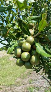 macadamia as an alternative crop for
