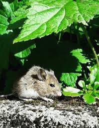 How To Keep Rodents Out Of The Garden