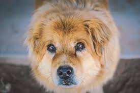 close up of cute dog royalty free photo