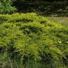 jeneverbes juniperus golden carpet