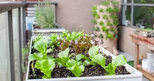 Containers For Growing Lettuce