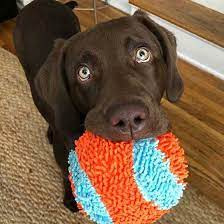 best fetch toys for fetch loving dogs